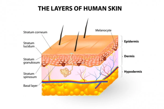 layers of human skin showing hair follicle units